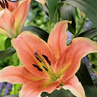 Lilja-Lilium Zelmira NYHET 2-pack